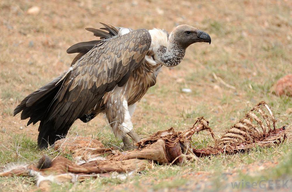 vulture-perched-on-bones