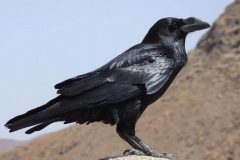 alimentacion-y-dieta-del-Corvus-Corax