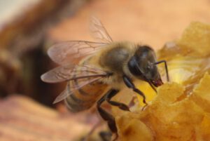 El complejo mecanismo de vuelo de las abejas – Sacecorbo y Canales del  Ducado